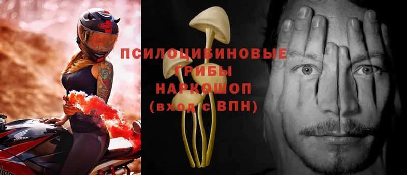 Галлюциногенные грибы MAGIC MUSHROOMS  Нытва 